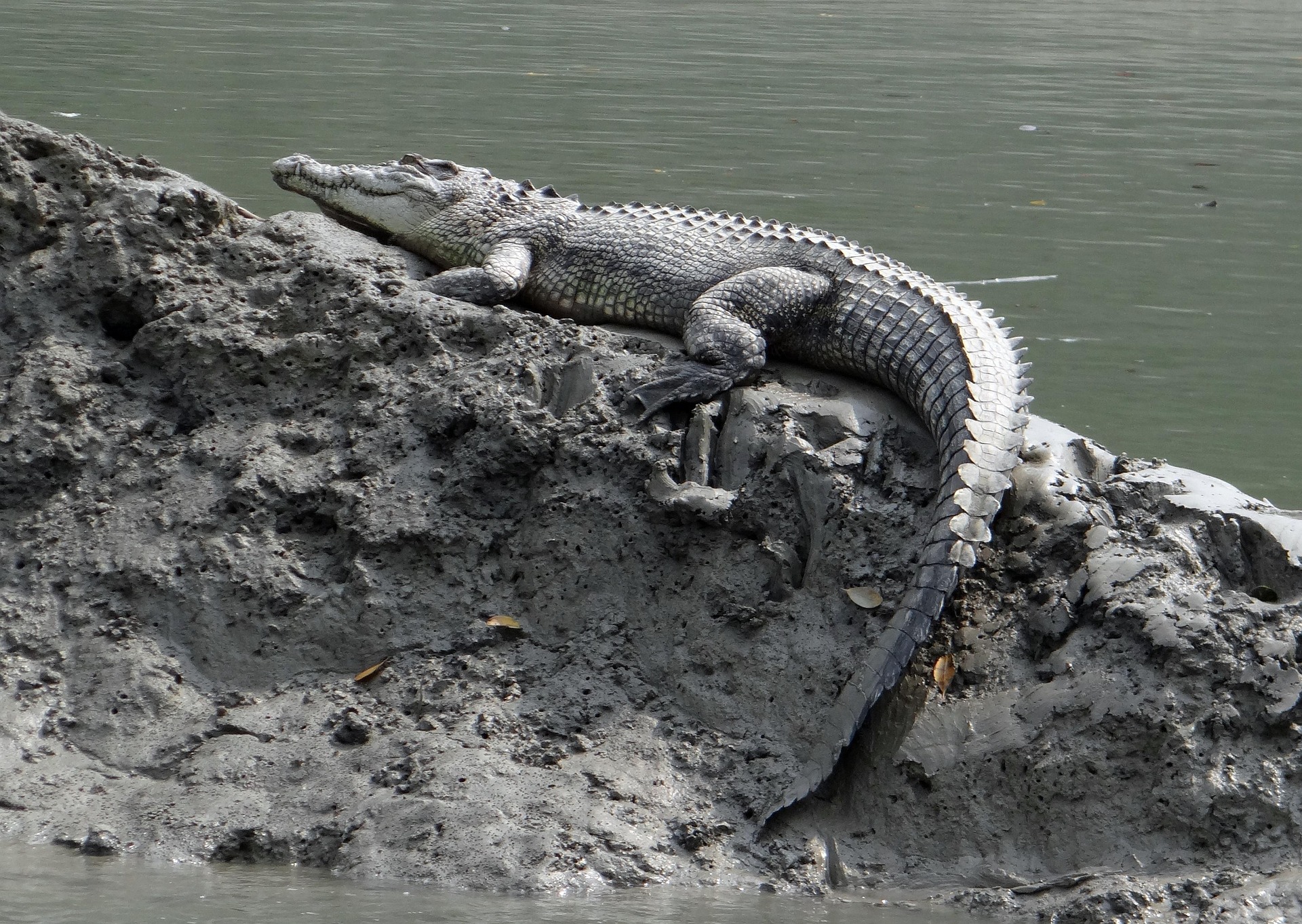 sarangib saltwater crocodile 1226591 1920